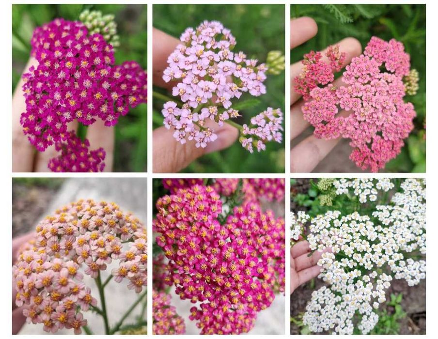 Деревій тысячелистник саженцы неприхотливых