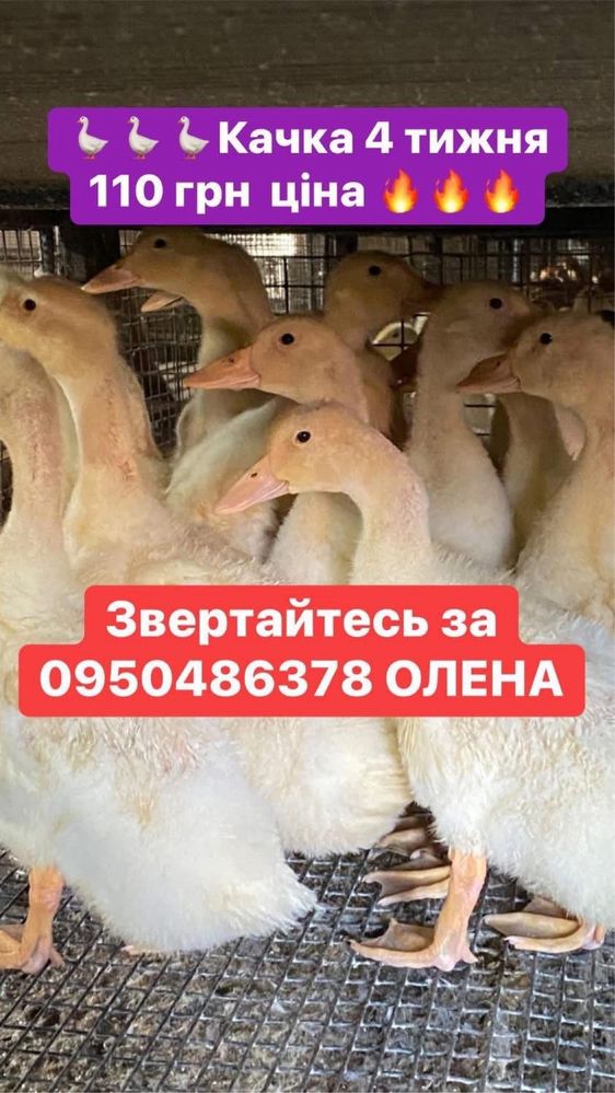 Качки стар53, блакитний фаворіт 3 тижня