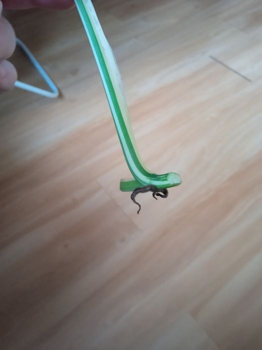 Monstera monkey vageriata