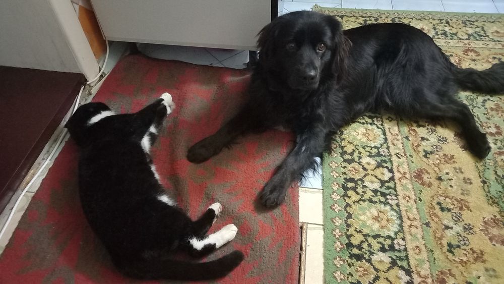 Пес для вязки напівкокерспаніель