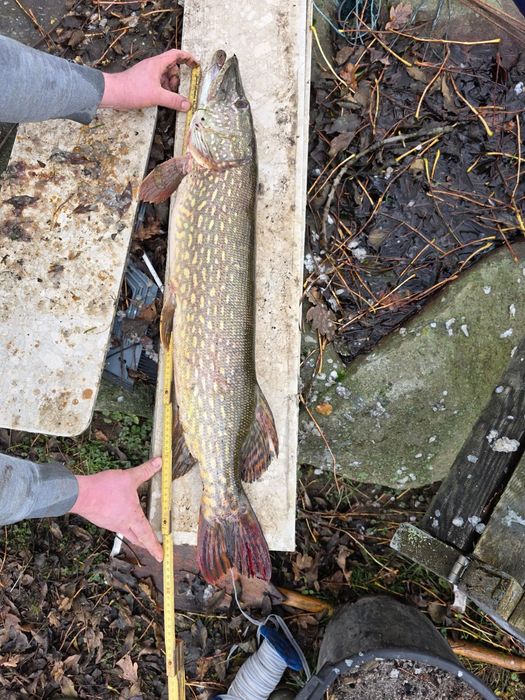 Szczupak handlowy od 2kg