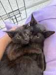 Gatinhos machos 2 meses e meio