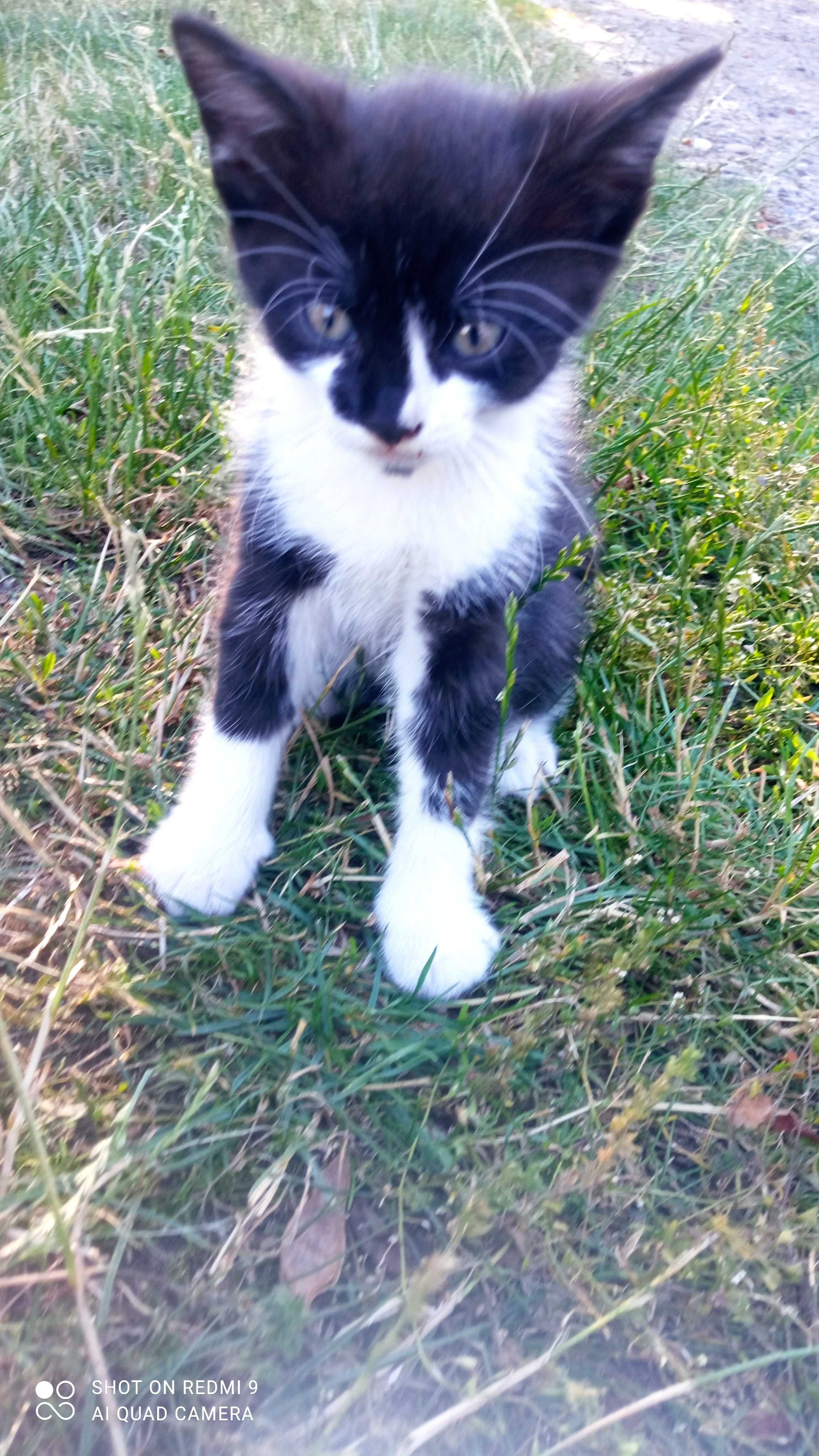 Koty. Kotki oddam w dobre ręce.