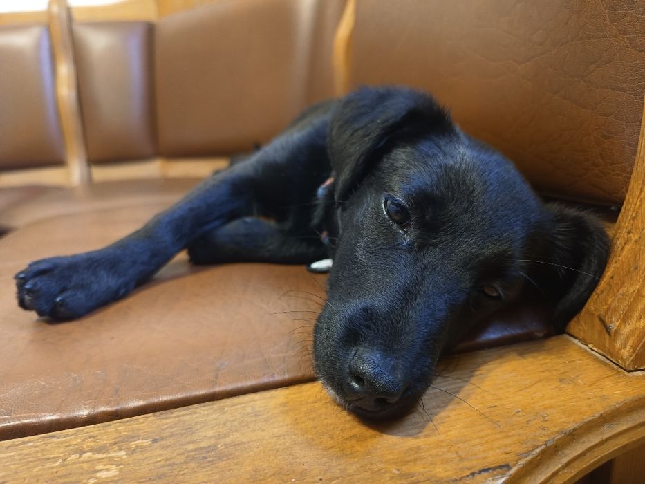 Собака (цуценя) у добрі руки з гарним серцем