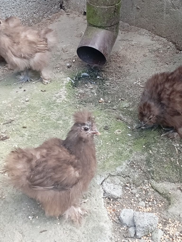 Silki młode z początku maja