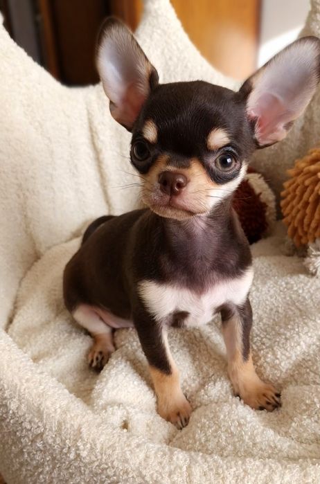 ** Gizmo ** Chihuahua śliczny chłopiec