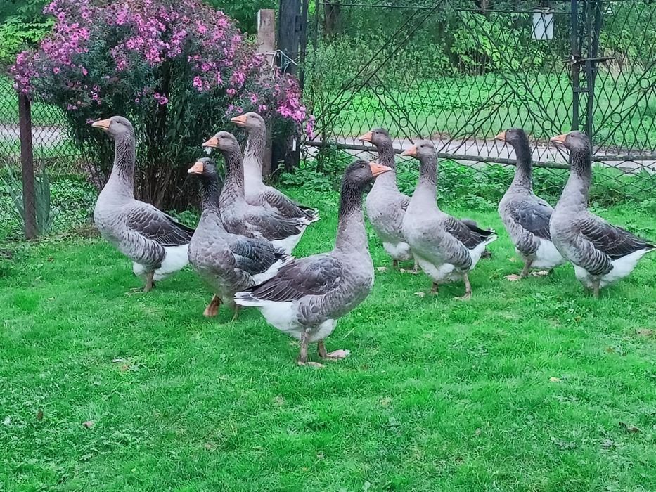Sprzedam gęsi landers