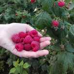 Maliny ze wsi – prosto z krzaka! 16 zł/kg