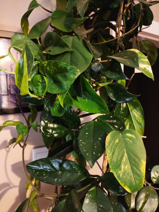 Roślina doniczkowa Hoja + Epipremnum 2w1