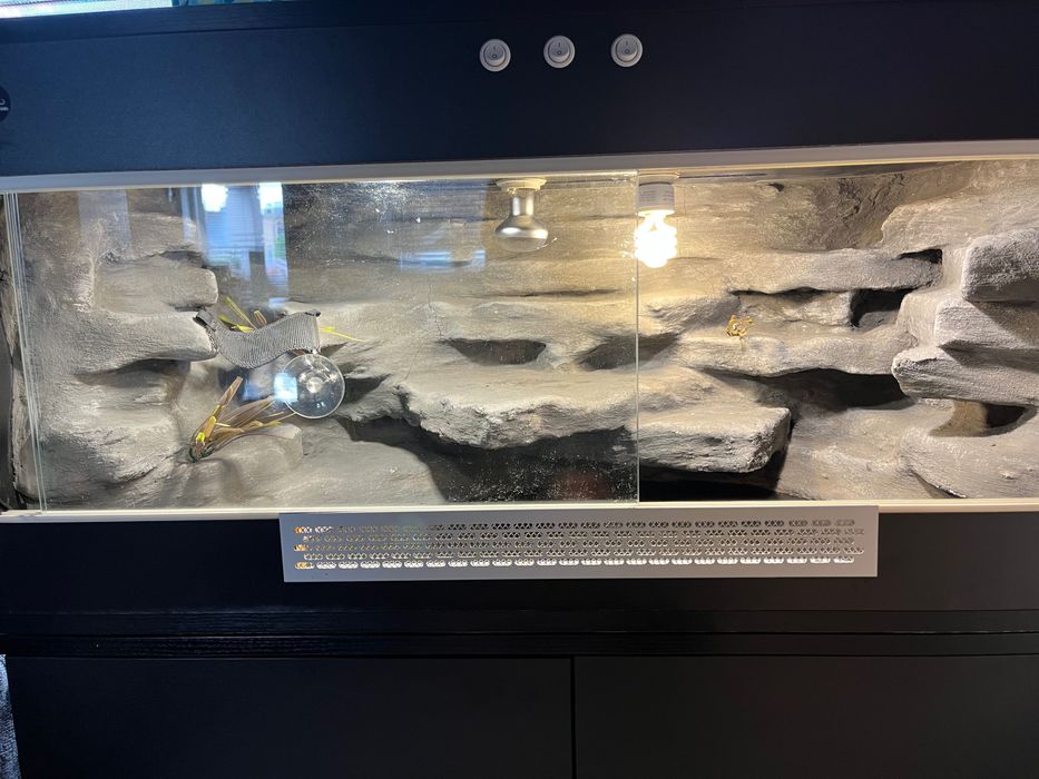 Terrarium dla jaszczurki + akcesoria