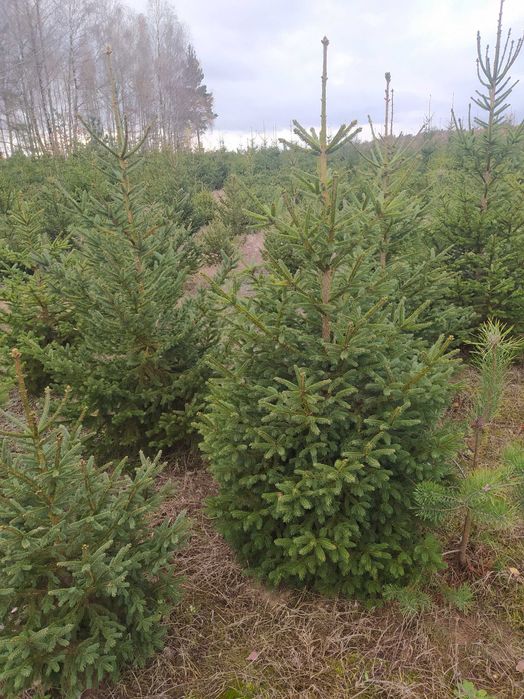 Choinki, Świerk pospolity