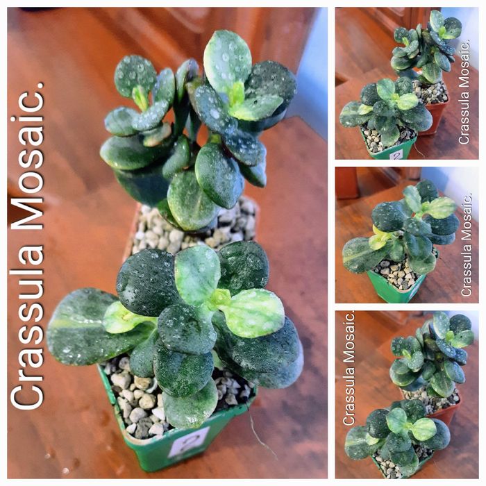 Редкие сорта крассул, денежных деревьев, толстянок.