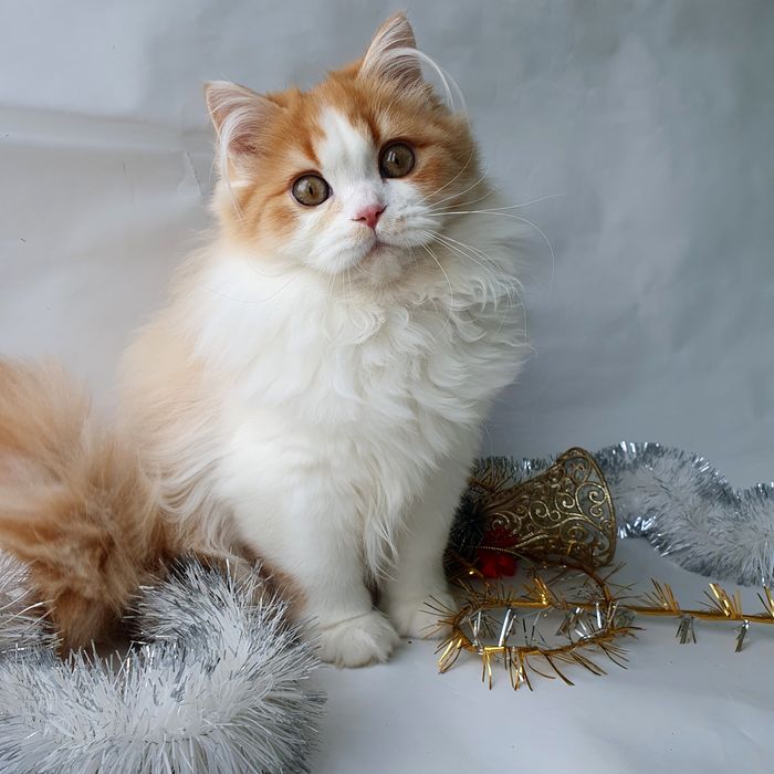 Харьков Котик рыжий, британец, клубный, вакцинирован. Котята, котенок.