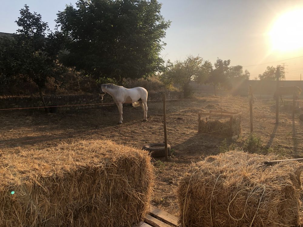 Paddocks para cavalos