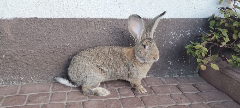 Samiec olbrzym belgijski