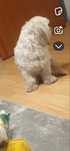 Reproduktor shih tzu