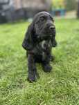 Suczka cocker spaniel angielski czarna badania genetyczne