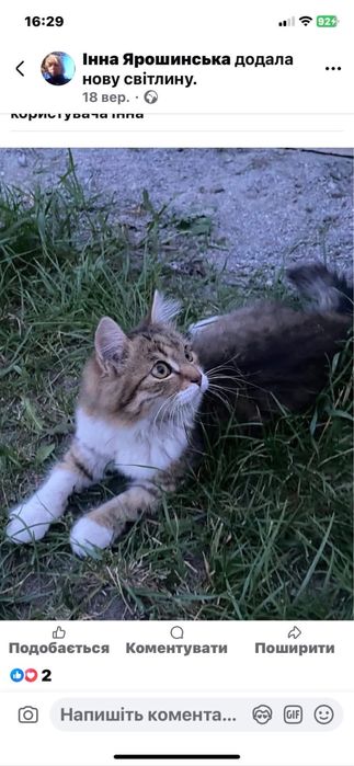 Гарнюній котик в добрі руки