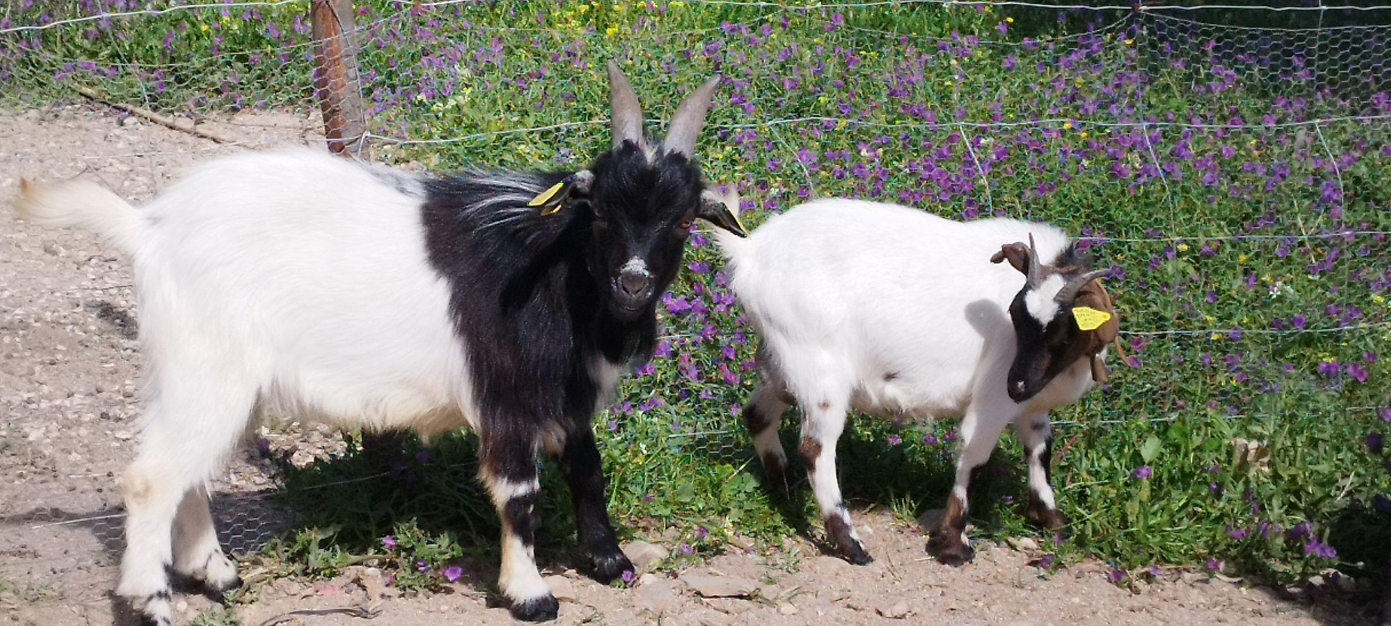 Macho  de raça pequena