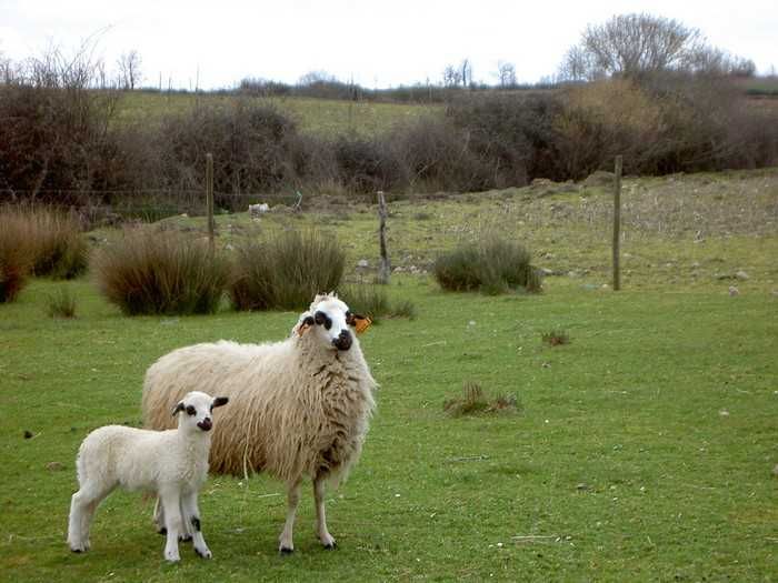 Adquiro ovelhas churra galega mirandesa.