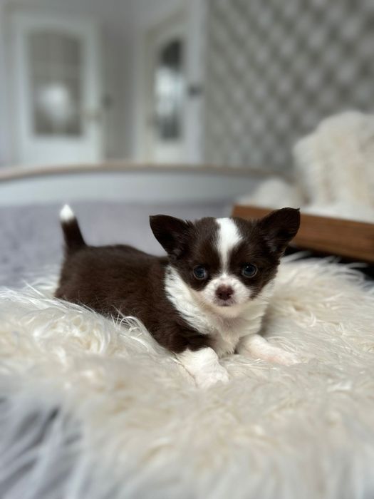 Piękna suczka Chihuahua