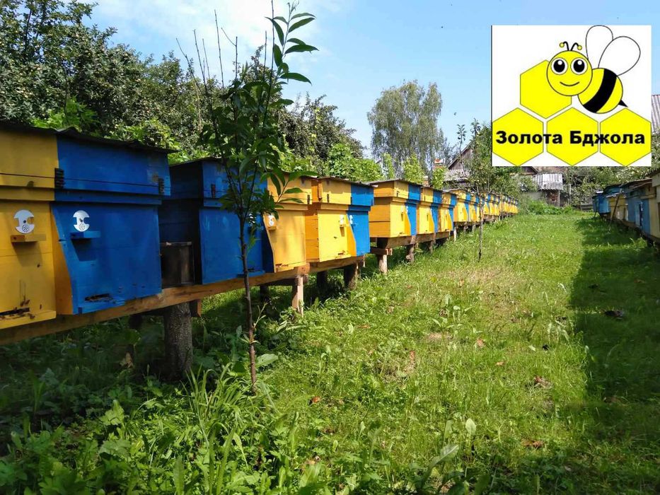 Карпатка,тип Вучківмький