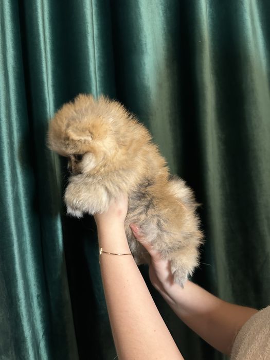 Мини померанский шпиц девочка