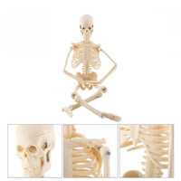 Скелет человека Руди 45 см (Д917у-5)
