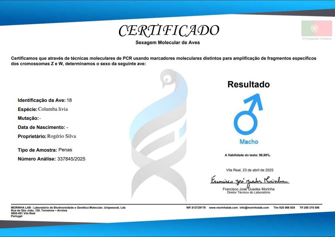 Pombos picas  sexados