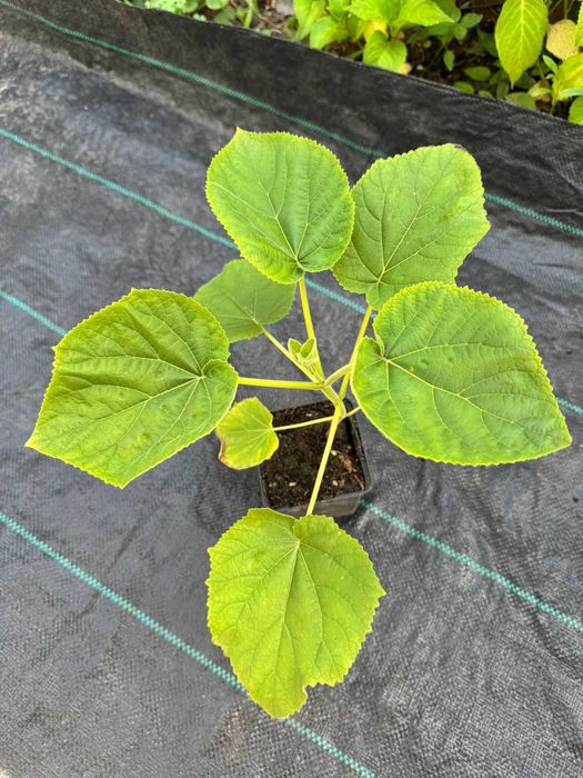 Павловния адамове дерево