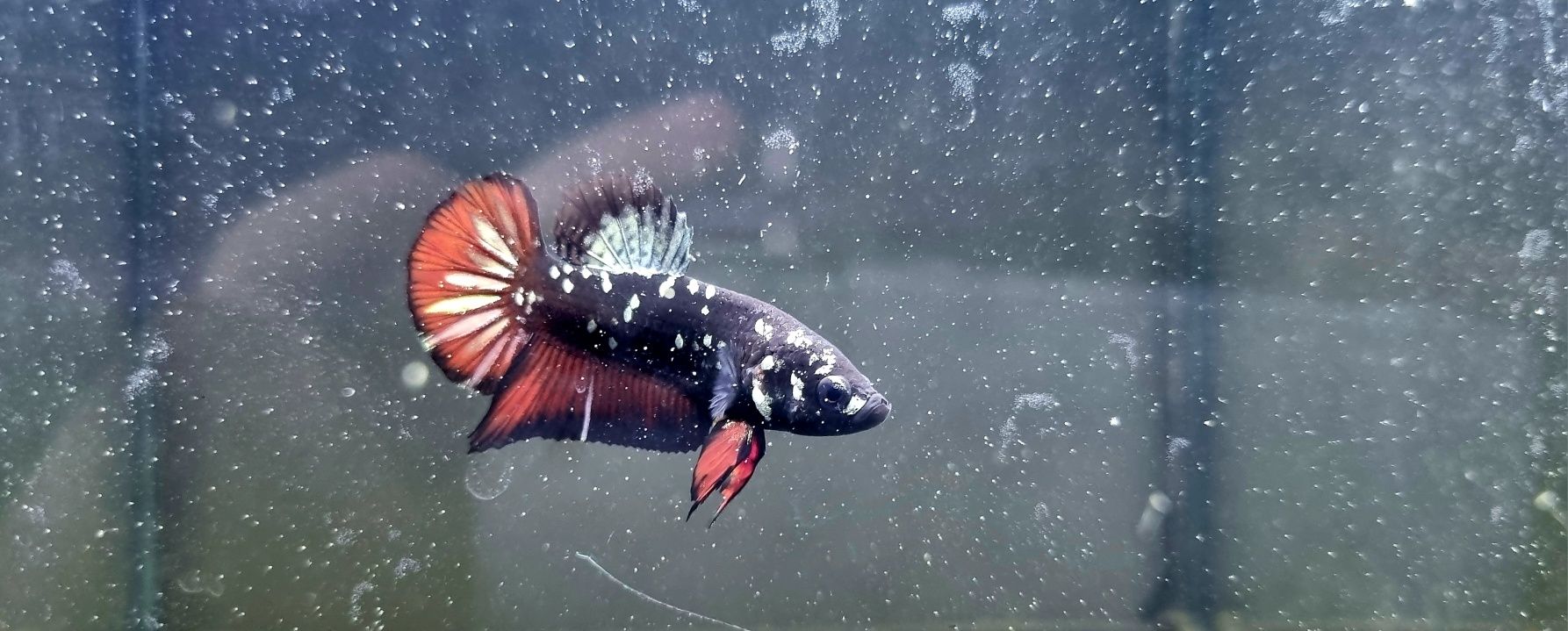 Bojownik HMPK avatar rarytas