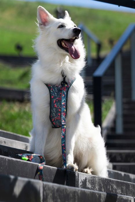 obroża dla dużego silnego psa molosy pitbull m/l 25 mm  z nadrukiem