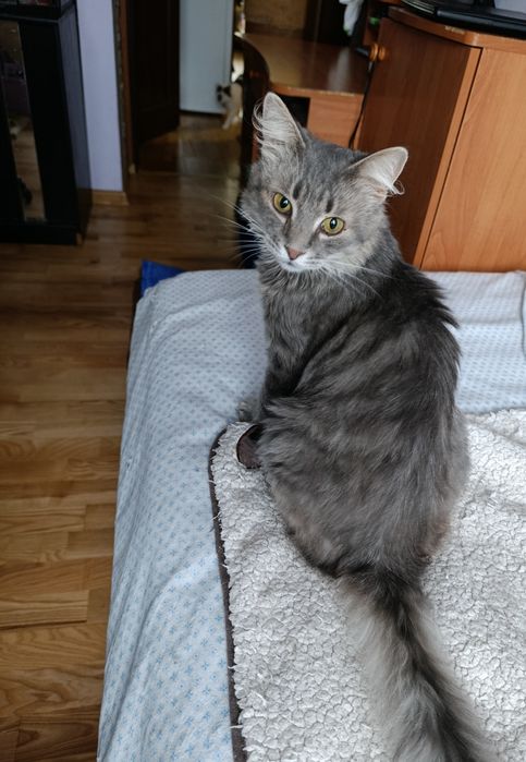 Кіт. Киця. Кошеня.