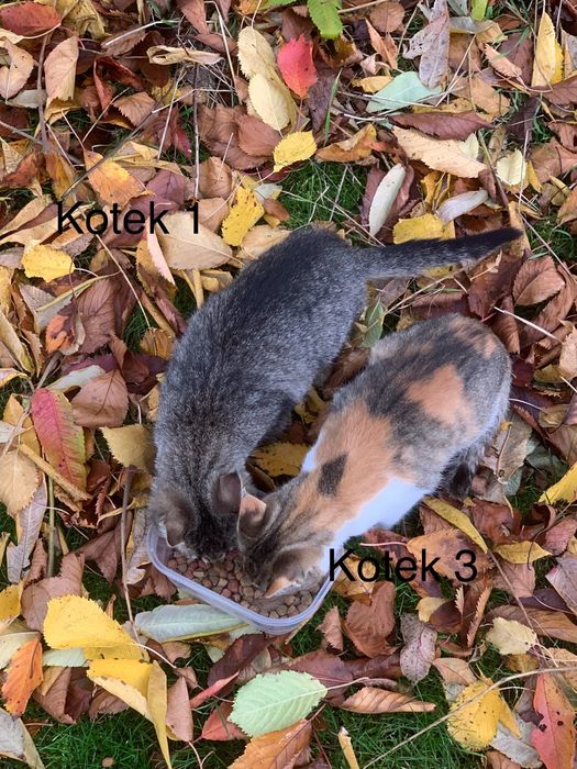 Urocze kociaki szukają kochających domów