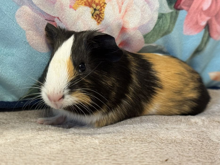 Cudna Samiczka Świnka Morska Kawia Domowa Gladkowlosa