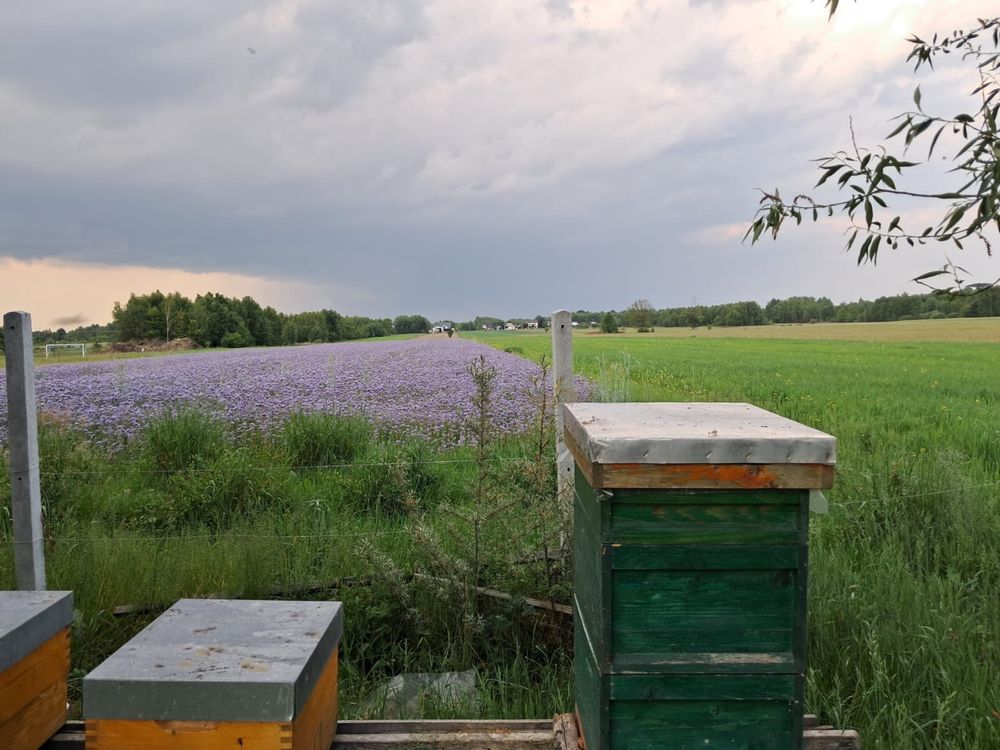 Nasiona facelia błękitna