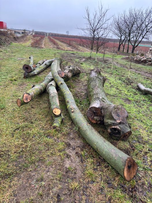 Sprzedam drzewo Orzech