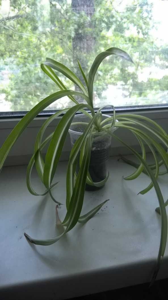 Хлорофитум Chlorophytum