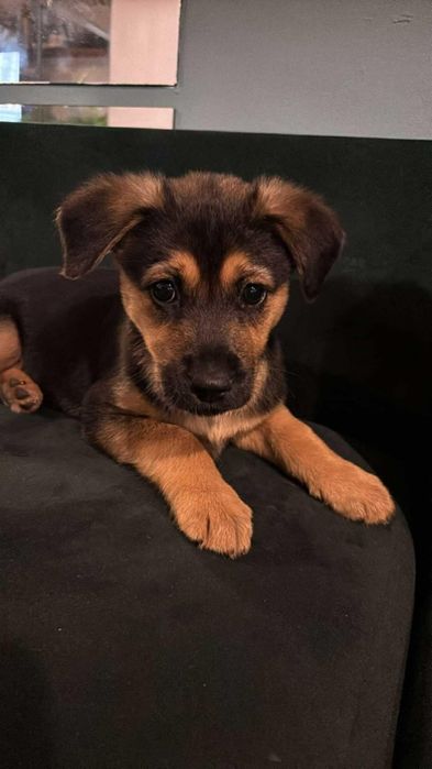 Kubuś do adopcji szczeniak 9 tygodni
