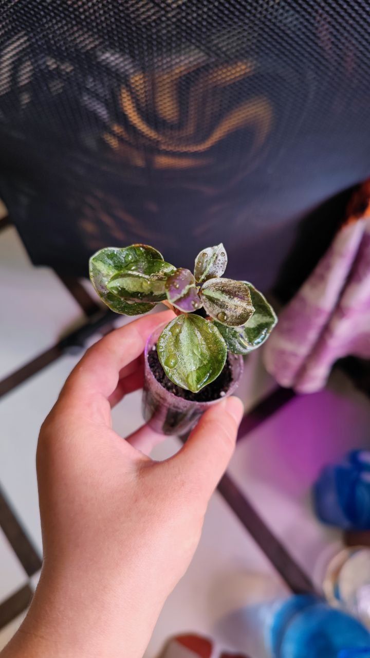 Peperomia metallica creme brulee Пеперомія крем брюле оранжева
Пепером