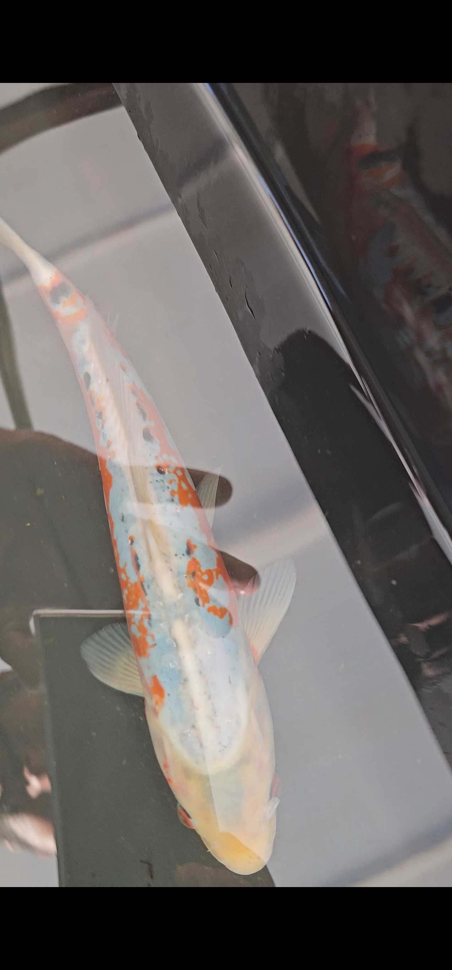 Carpa koi sushui 30cm