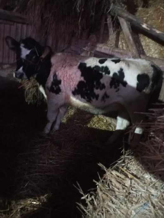 Sprzedam jałówkę mięsną