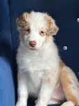 Owczarek australijski Aussie red merle niebieskie oczy