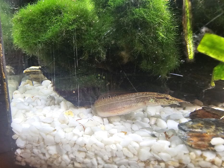 Węgorzyk ciernisty ostronos