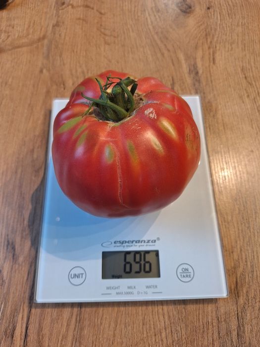 Nasiona kolekcjonerskie pomidorów