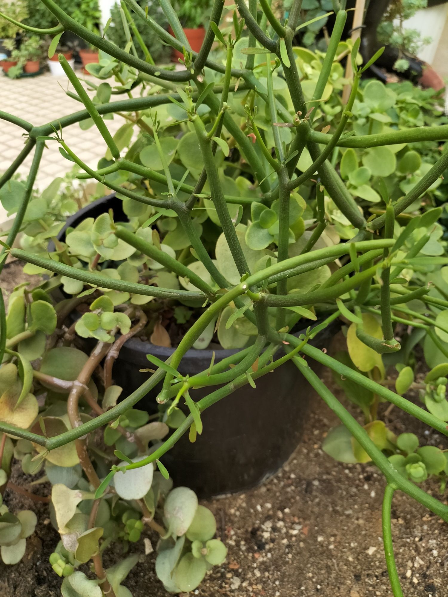 Vaso , com dois tipos de catos.