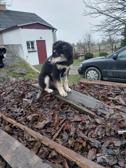 Do oddania piesek i kotki