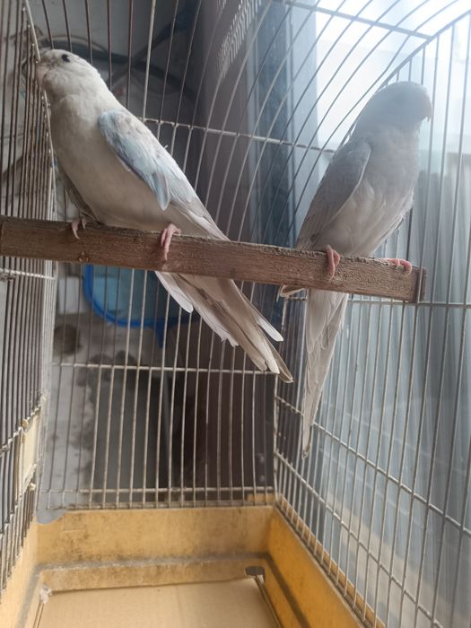 Vendo casais de red rumped