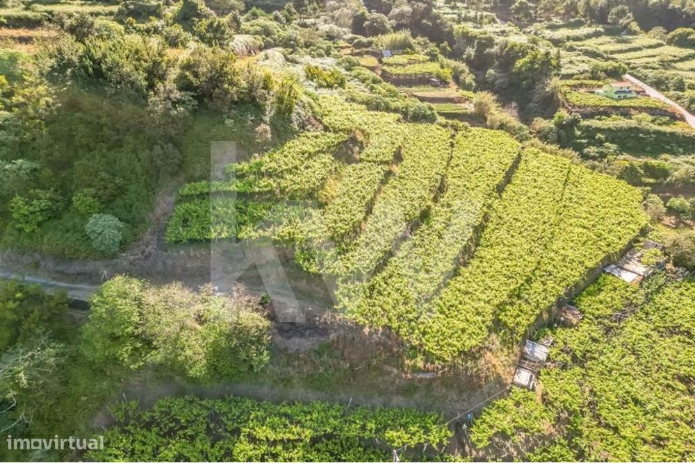 The Vineyard -- São Vicente Madeira | Oportunidade De Investimento