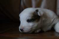 Jack Russell Terrier FCI-  piesek